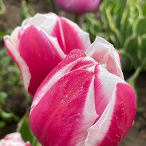 Meet your Posher, Susan